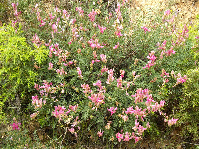 Hedysarum boveanum ssp europaeum (?) photo